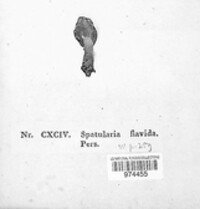 Spathularia flavida image
